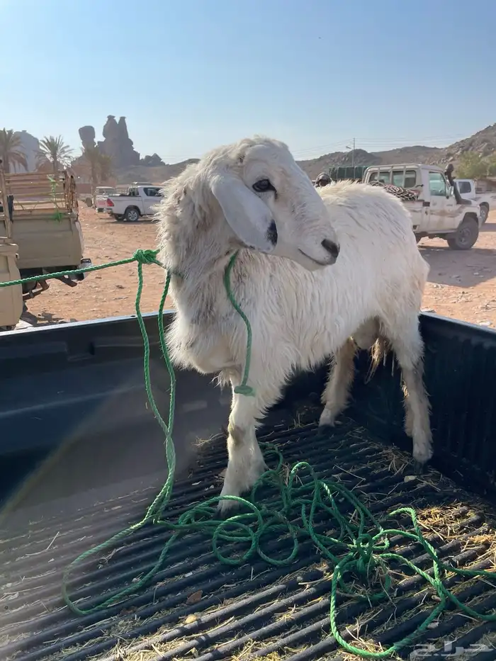 طلي جذع يأهل الزين والصنف 0