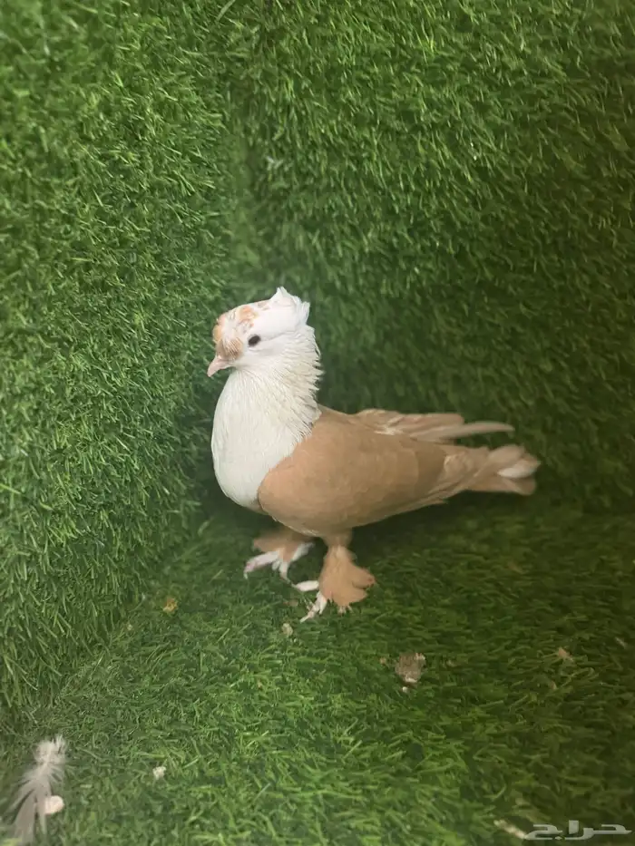 مجموعة ذكور زينه 14