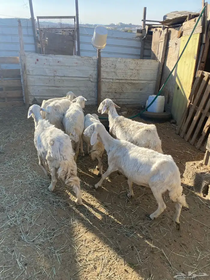 7 ضان رعويات طيبة 2