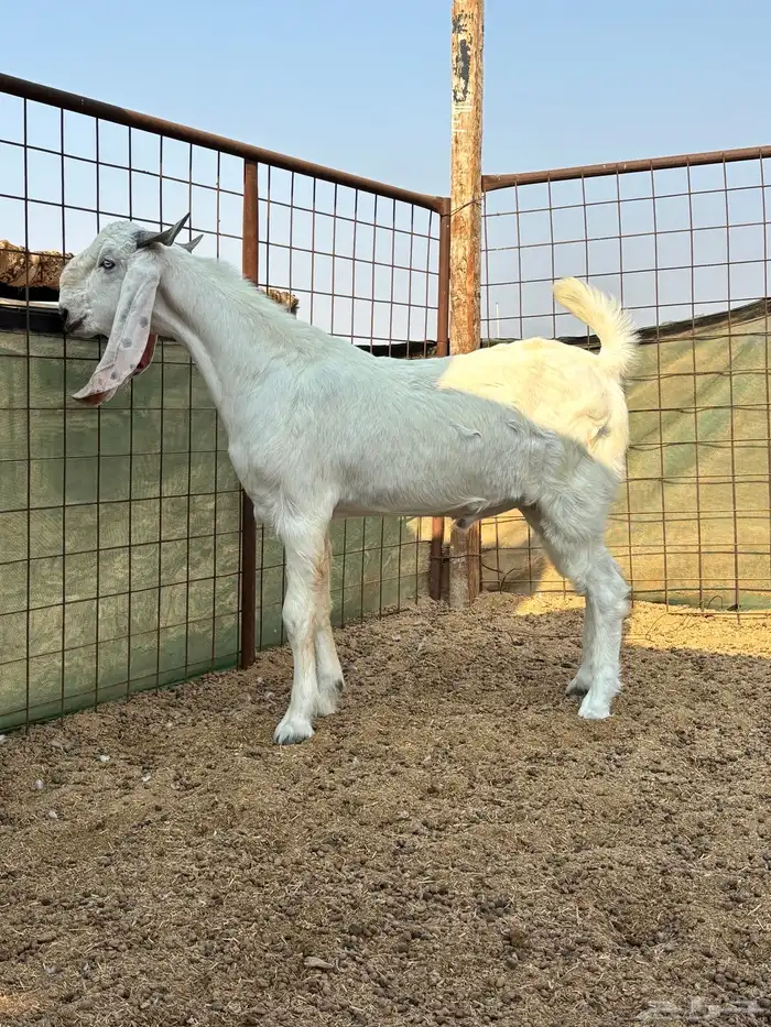 تيس بنجابي فاخر 0