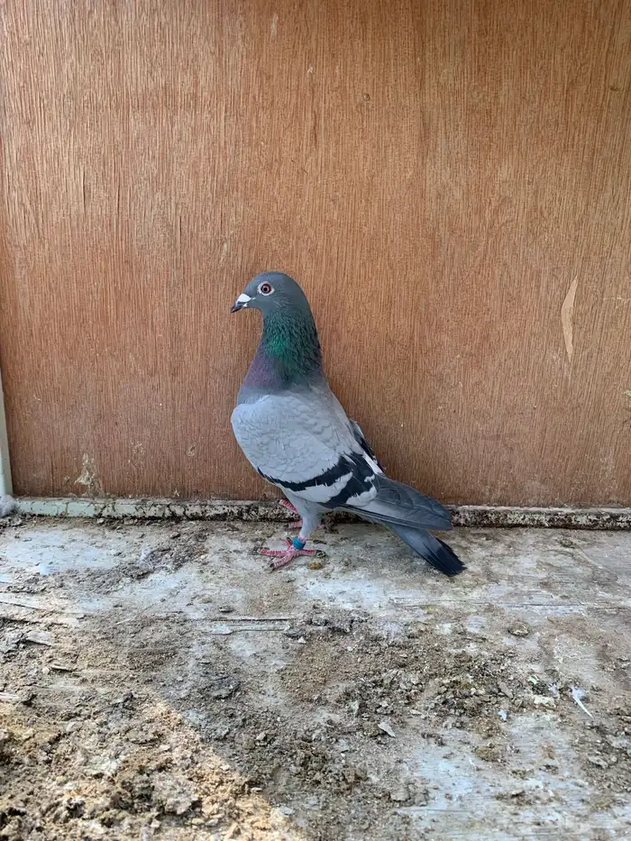 للبيع حمام زاجل سباق 0