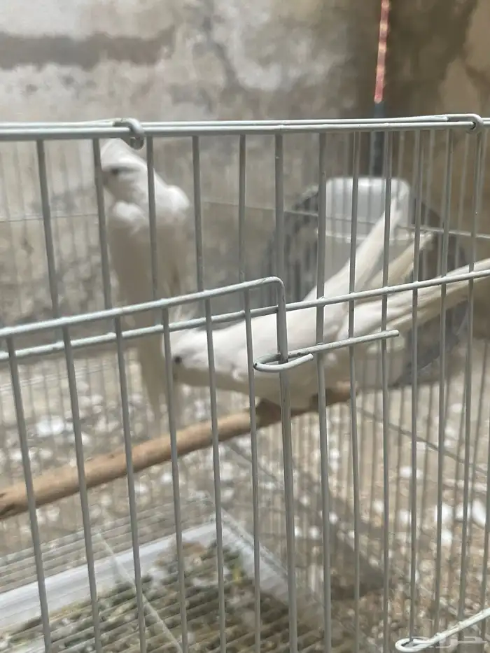 ذكور كروان 5