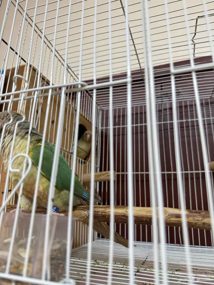 زوج كنيور سينمون تركواز منتج 3