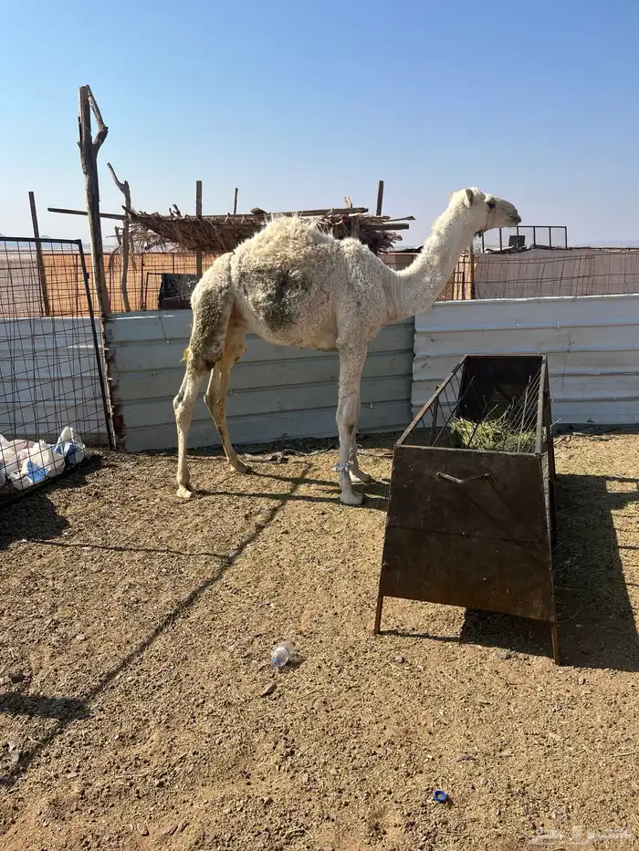 حوار لباني العمر 5 شهور على الحليب الموقع الحناكيه 0