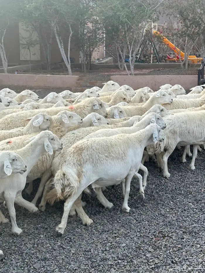 ضان حريات حرش صنف الصنف 6