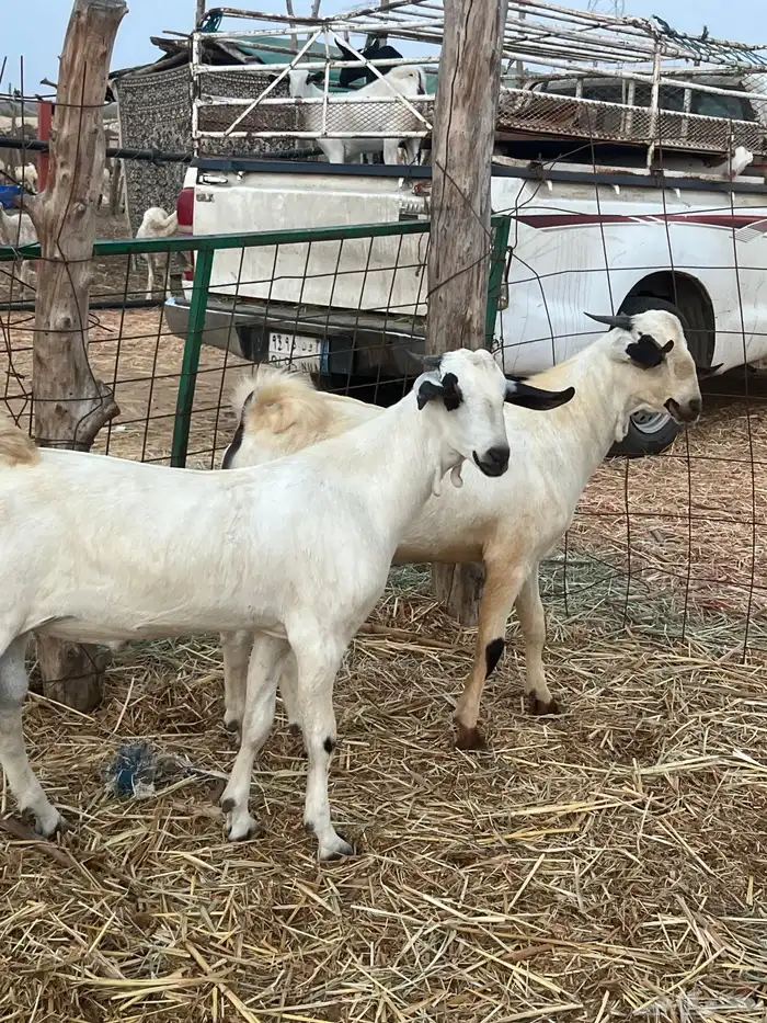 تيوس صنف فاخر 2