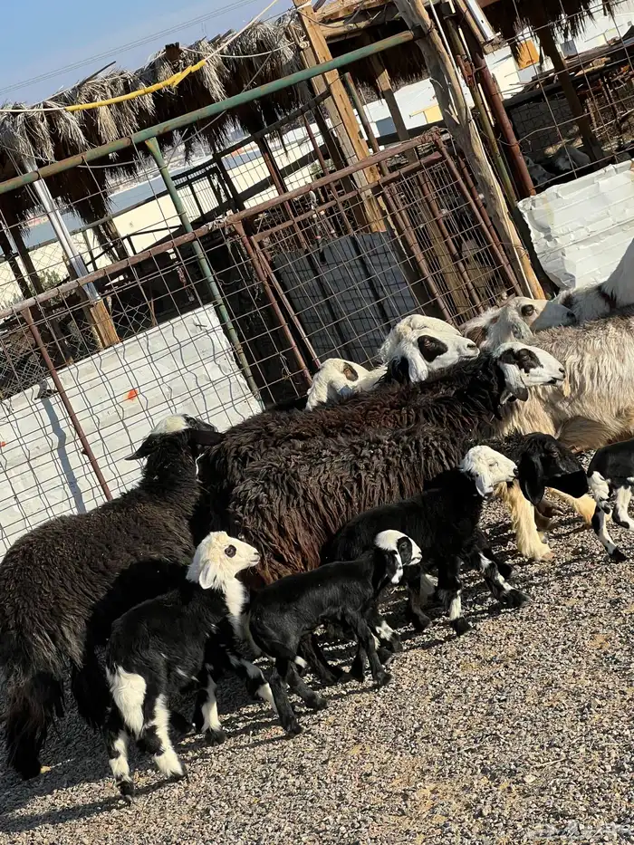 ضان نجد جروم ناهية 10معها 5 5