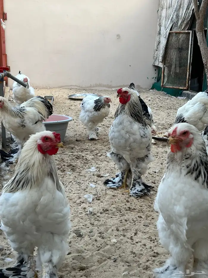 للبيع مجموعة من الدجاج و الديوك برهما كولمبي اصلي 2