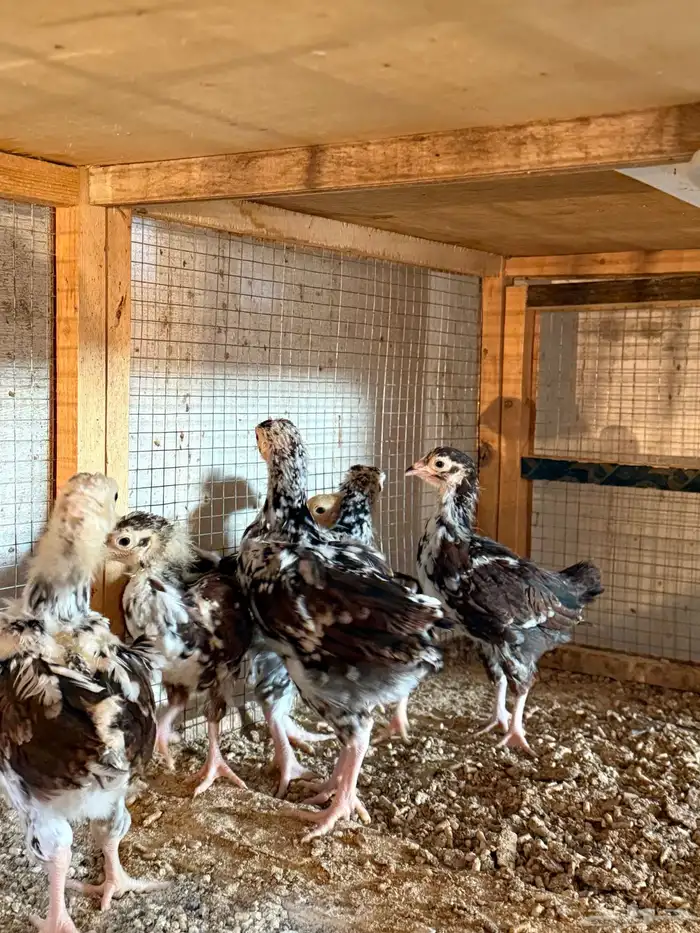 للبيع صوص دجاج انجليزي سوساكس 5