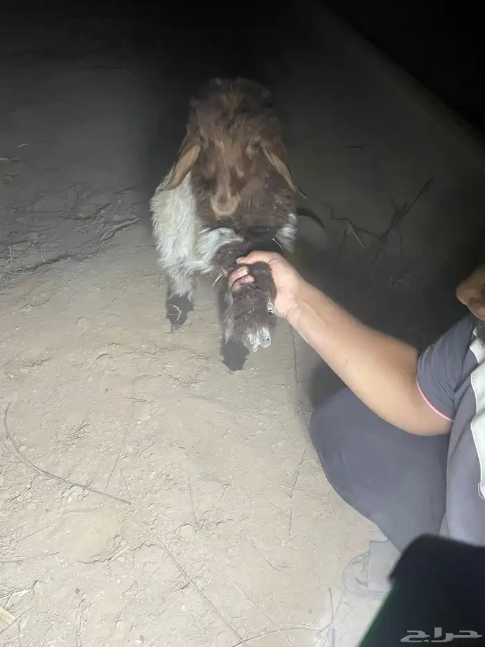 نعيمي للبيع 1