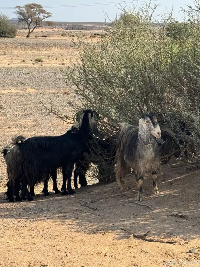 معزا مراح للبيع 5