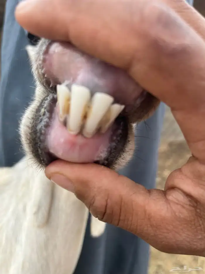 عرض عنز مع رخال روم وسلم شرط فل شحم 4