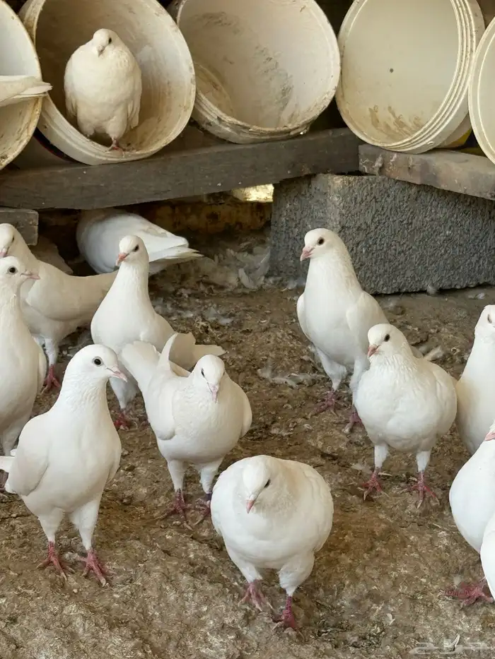 حمام فرنسي سوبر جامبو 2