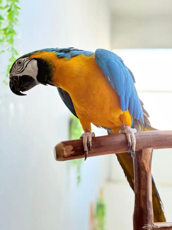 ببغاء مكاو اليف ولعوب ومتكلم 5