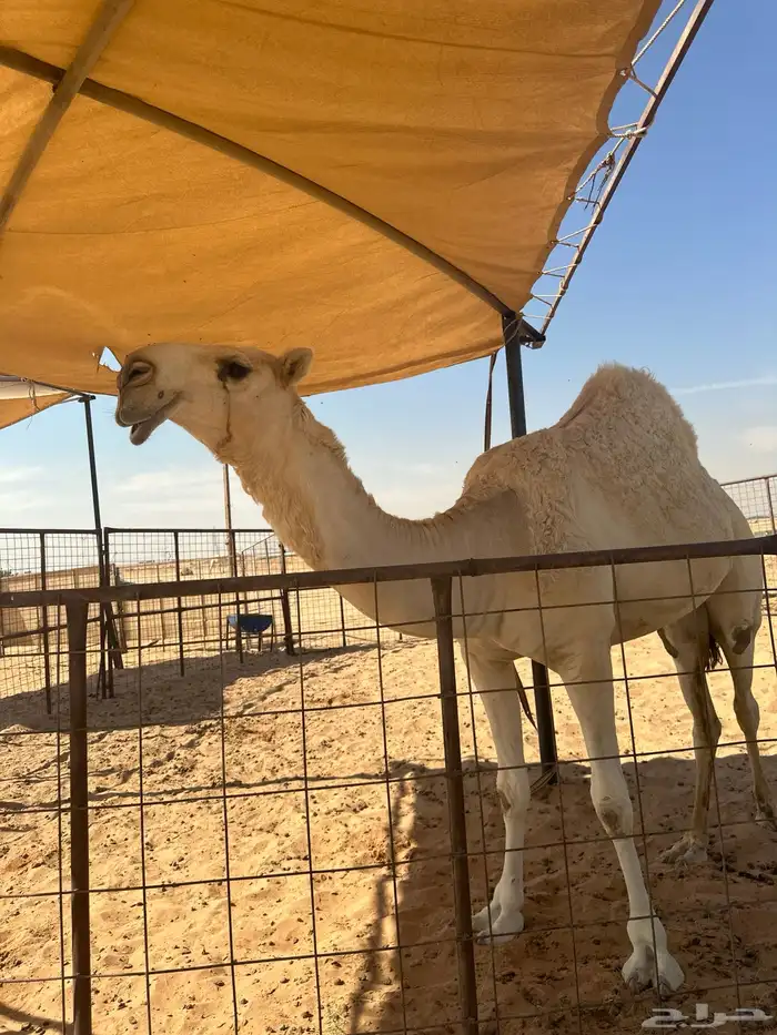 بكار كفو تماميات حقايق 4