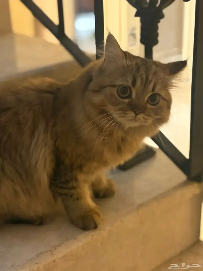 قطة صغيرة للتبني لظروف الابتعاث 1