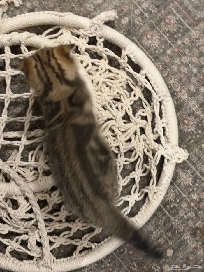 سكوتش فولد ذكر 1