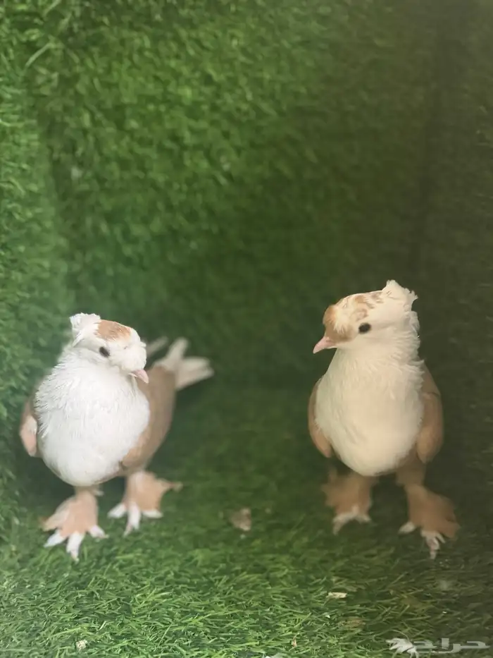 مجموعة ذكور زينه 19