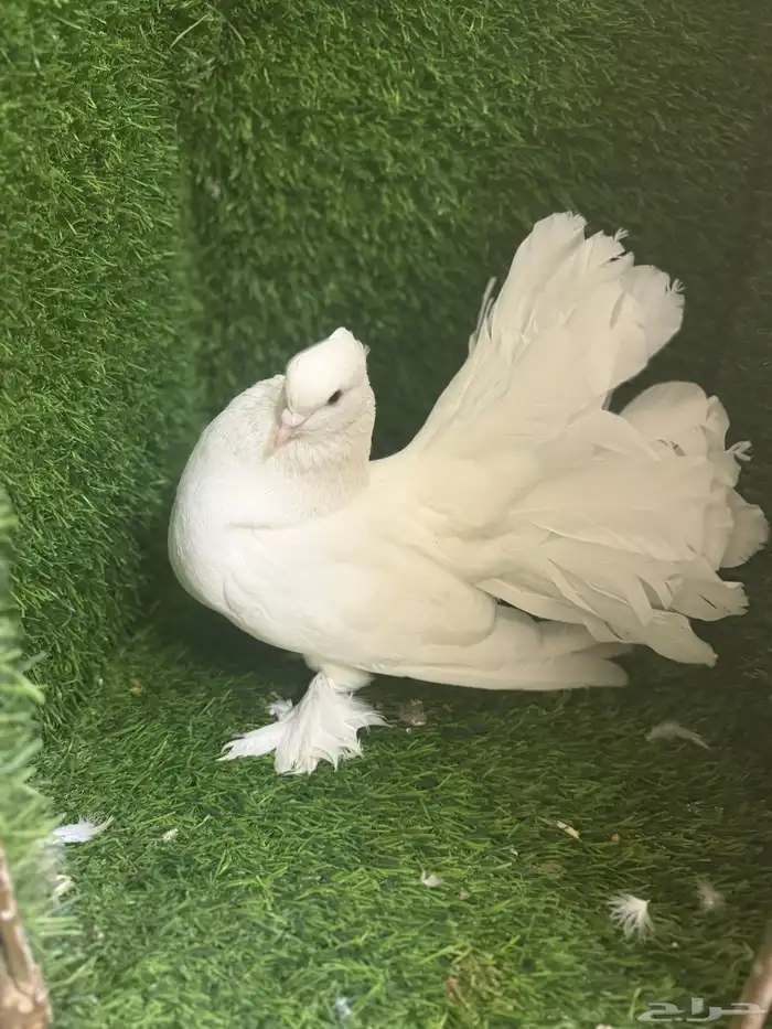 مجموعة ذكور زينه 11