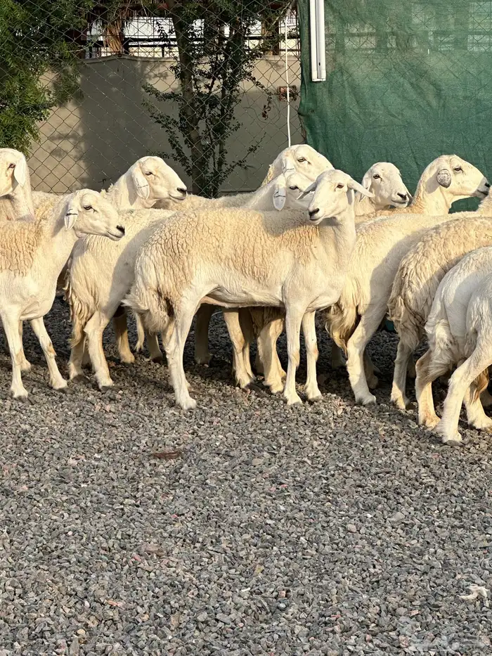 ضان حريات حرش صنف الصنف 24