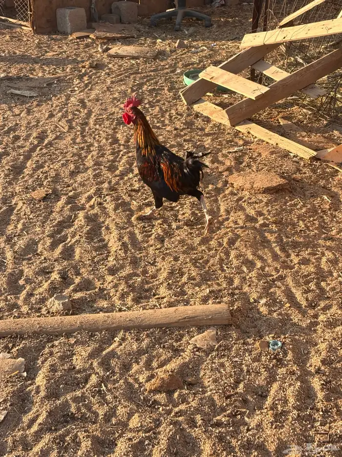 للبيع دجاج بياض 3