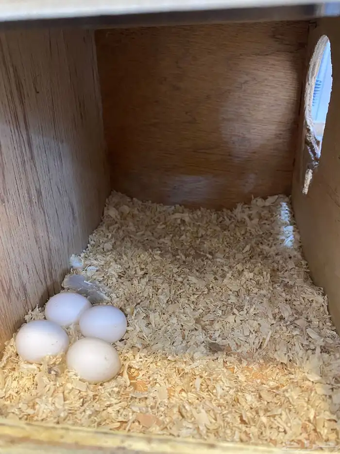 للبيع زوجين كروان منتجه 9