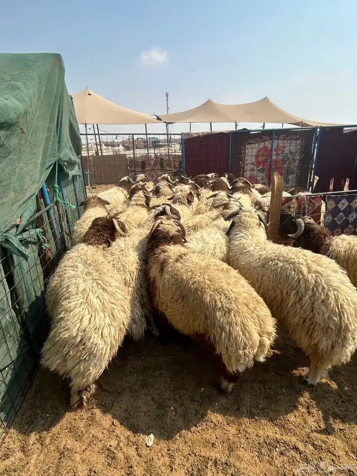 نعيم جبر ووسط وهرافي وحريات جبر ووسط وهرافي 2