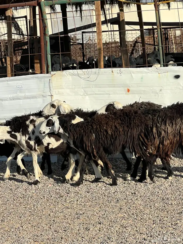 ضان نجد جروم ناهية 10معها 5 16