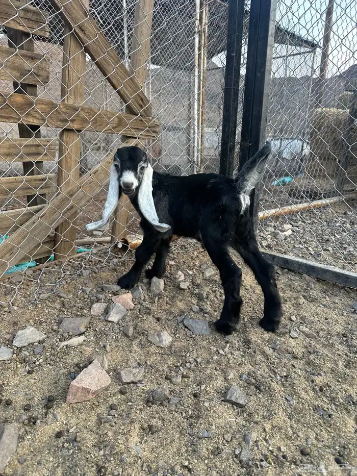 عنز خضرا مهي صغيره تحتها تيس 4