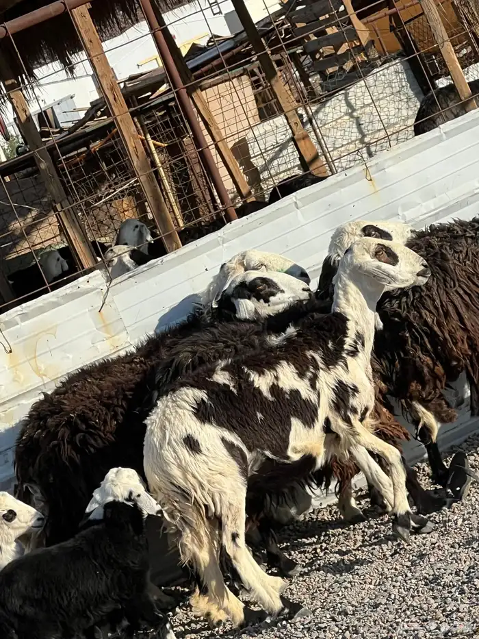 ضان نجد جروم ناهية 10معها 5 20