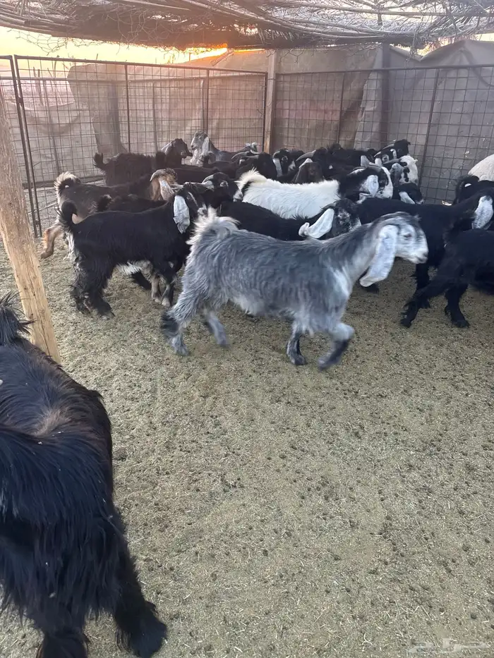 تيوس وجفار للبيع 4