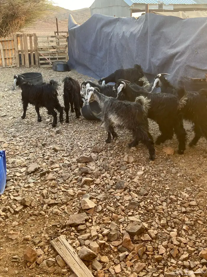 جفرات مقاني 0