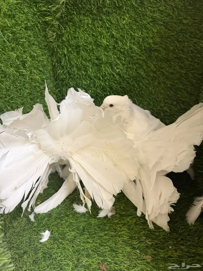 مجموعة ذكور زينه 2