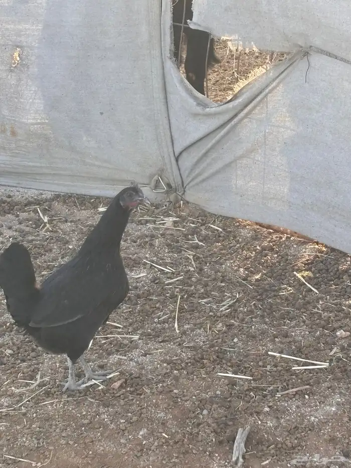 للبيع دجاج بياض 1