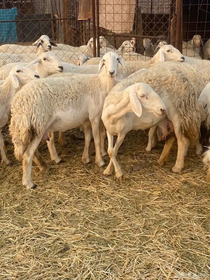 ضان صنف بنات بعض 2