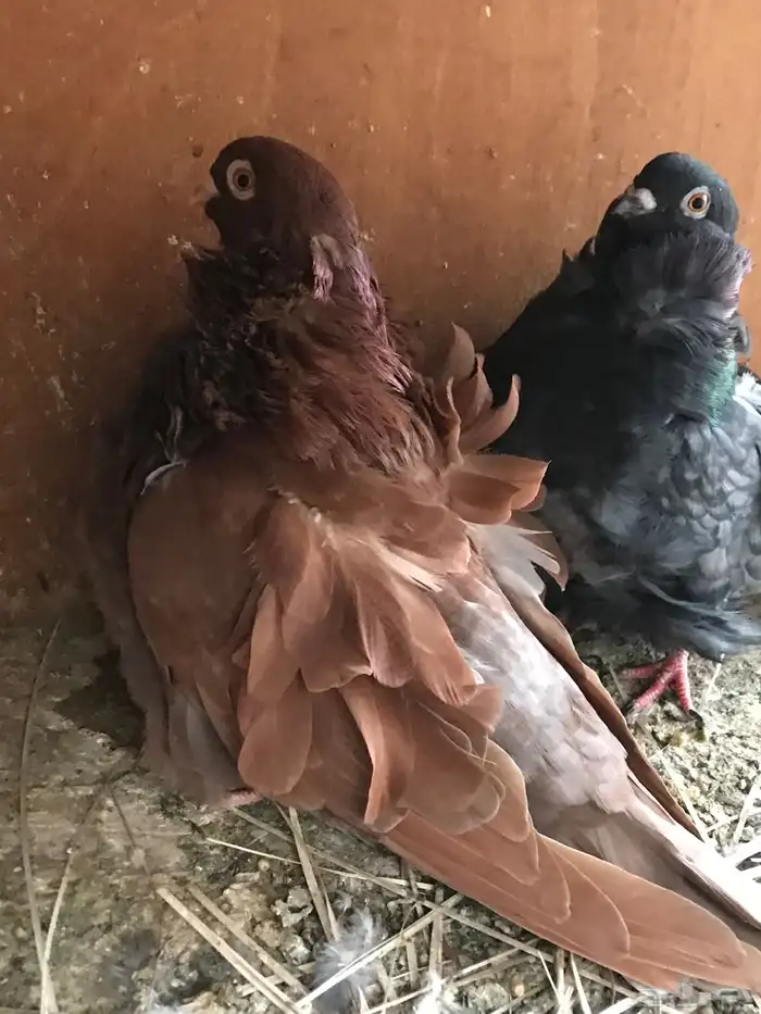 3 ازواج كشكش مستوى توب 9