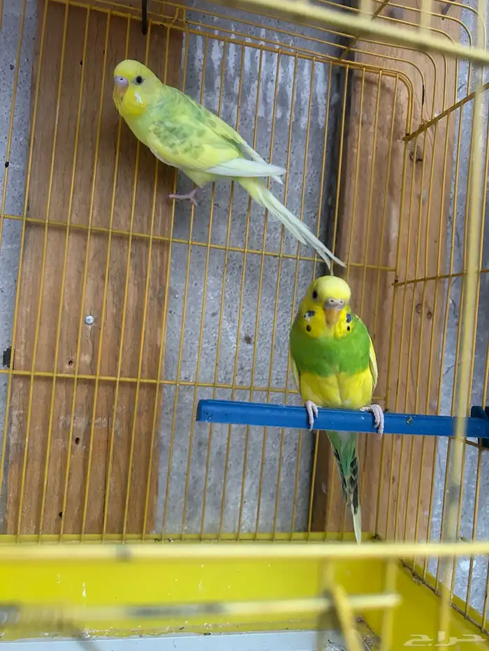 جوزين بادجي تركيب جديد للبيع 1