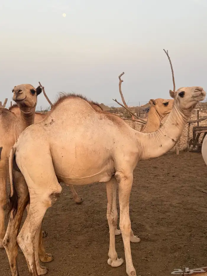 قعدان مربا 4شهور لحم على الشرط 0