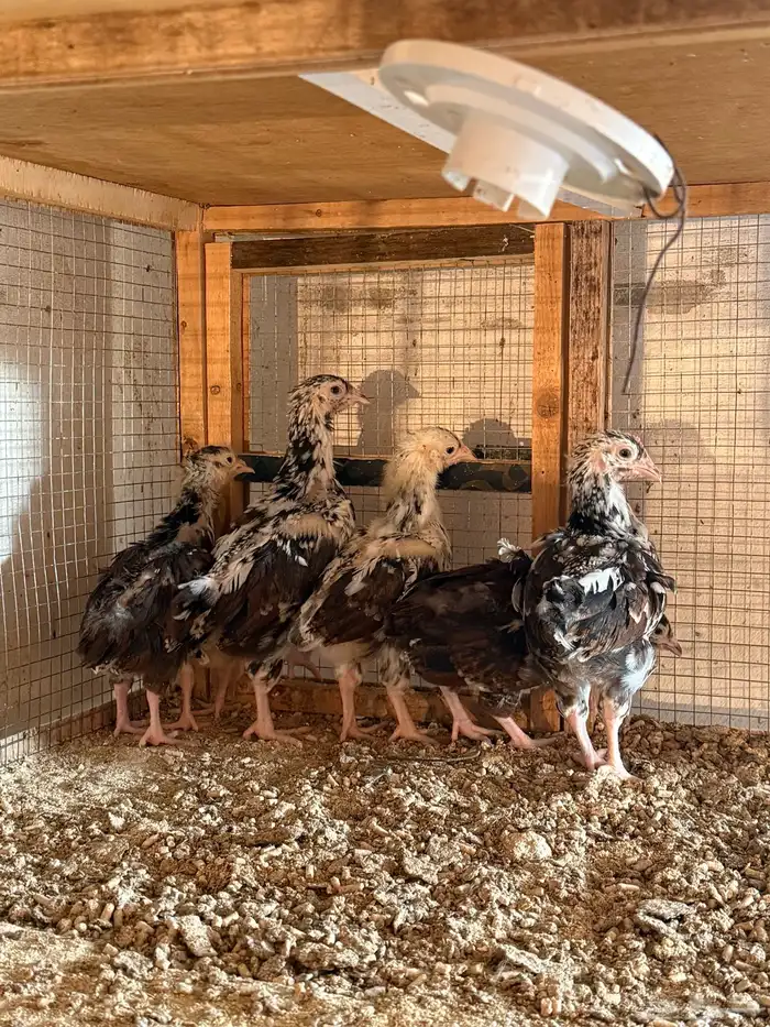 للبيع صوص دجاج انجليزي سوساكس 3