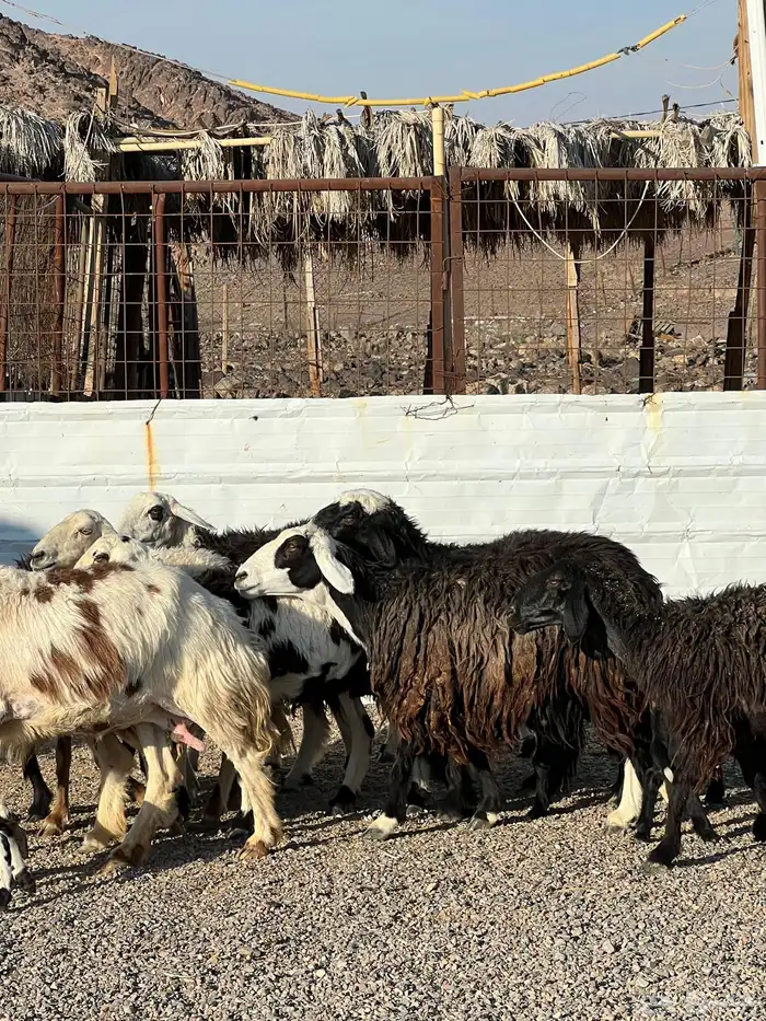 ضان نجد جروم ناهية 10معها 5 6