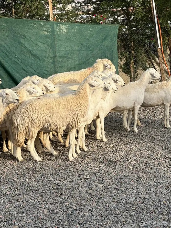 ضان حريات حرش صنف الصنف 30