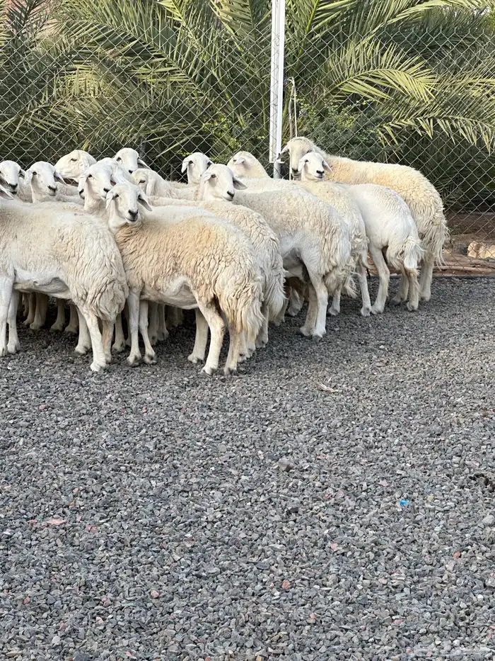 ضان حريات حرش صنف الصنف 63