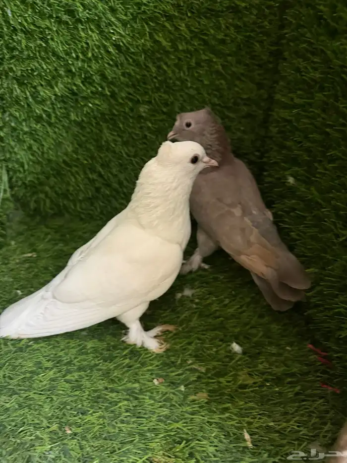 مجموعة ذكور زينه 32