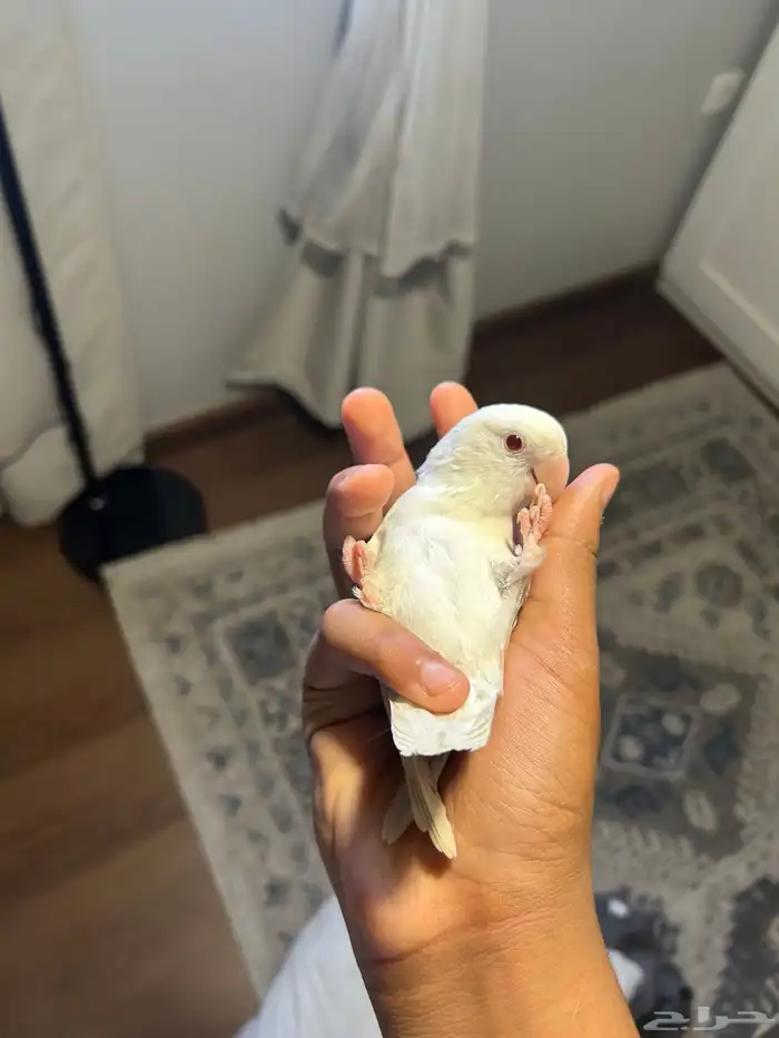 روز البينو 2