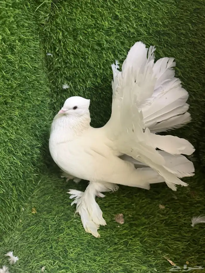 مجموعة ذكور زينه 6