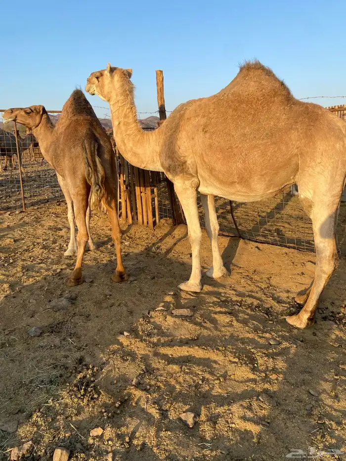 لقحات حمر. وحده ملاقي نياق مقنوي الحد من5800 1