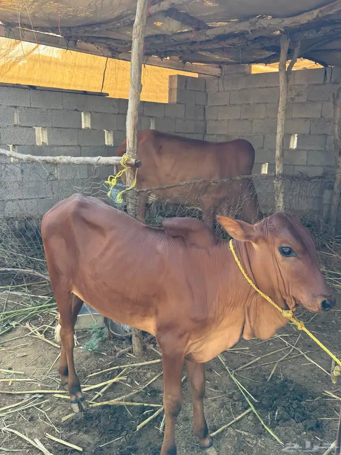 بقرة للبيع 5