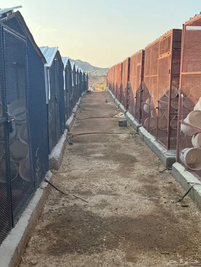 مشروع حمام فرنسي للتقبيل مزرعه 6