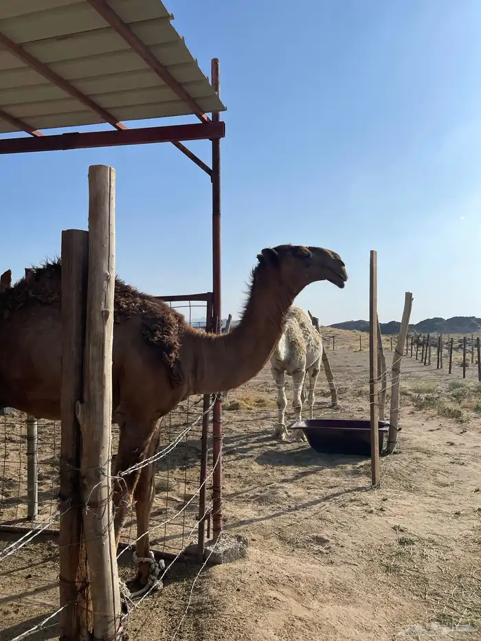 قعود اصفر رماني كفوو 6