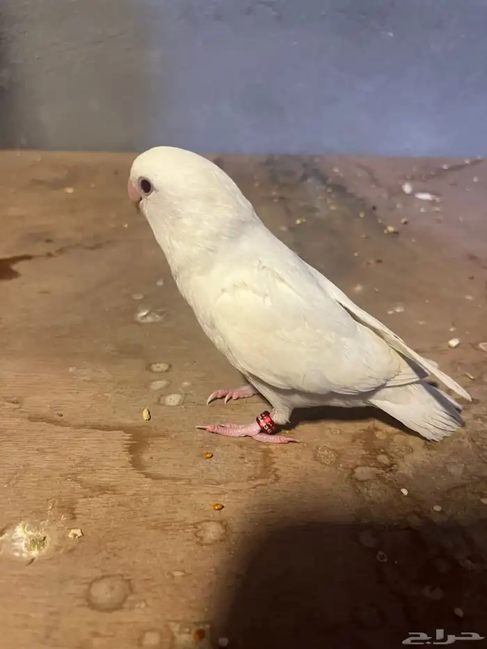 روز اليف وهدد داخلي 0